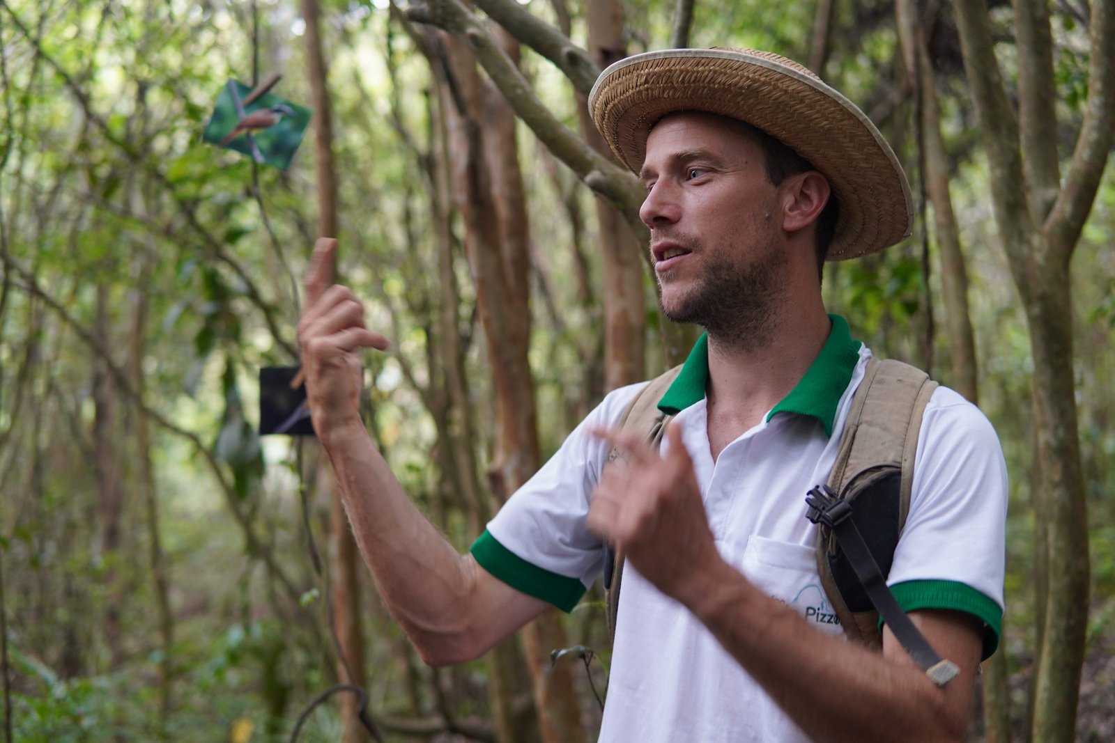 Paul guidant dans la forêt, montrant la cime des arbres
