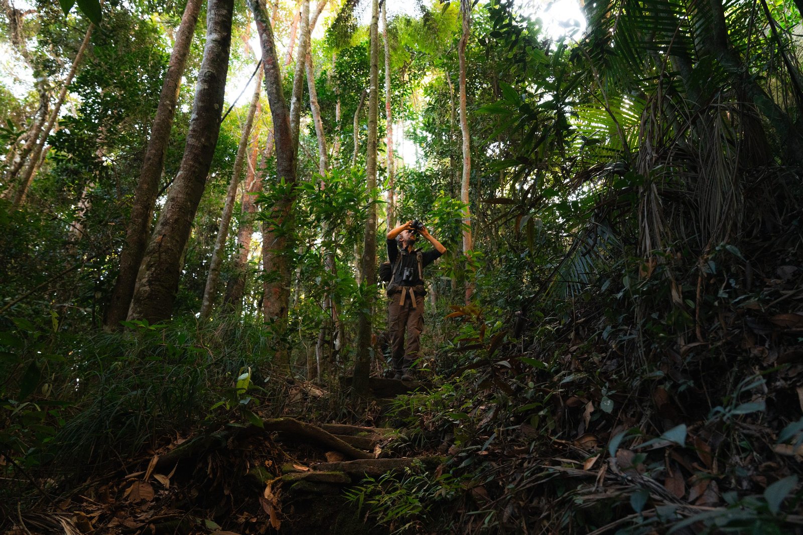 Forest Immersion — Sítio Boa Esperança